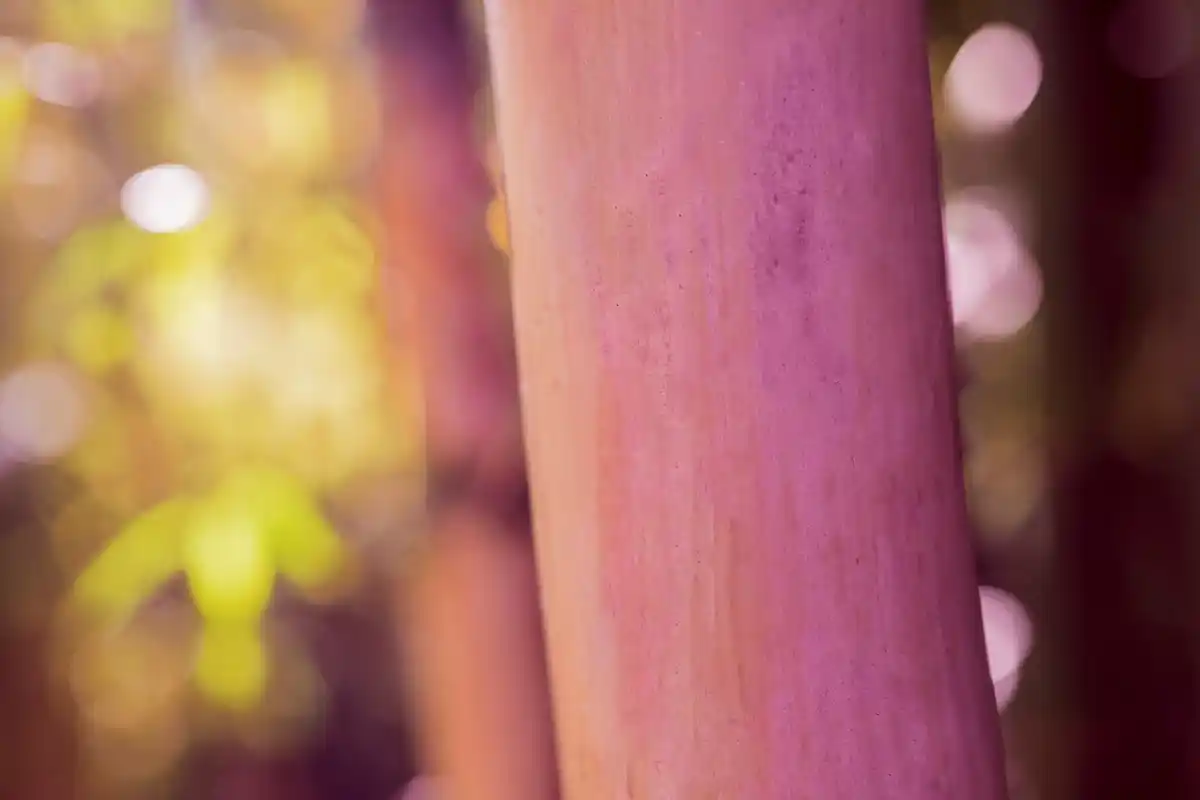 banana peels in rose garden Netherlands close-up
