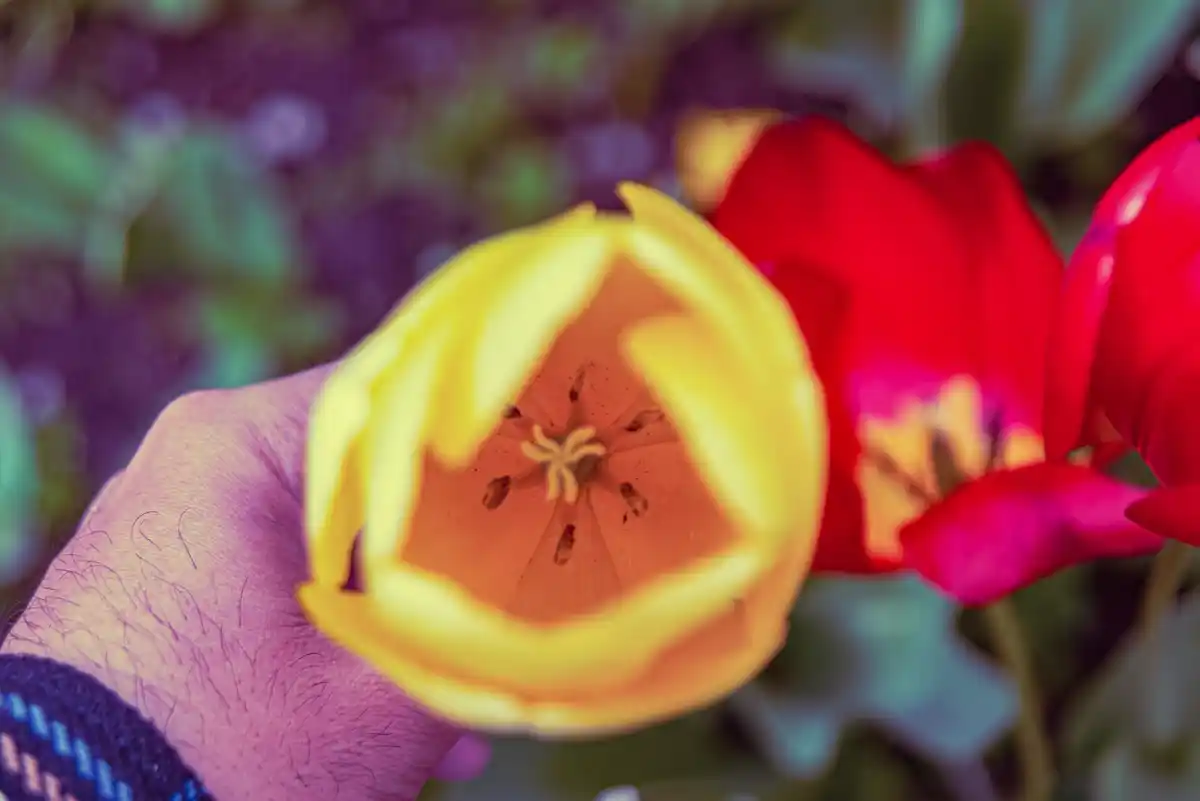 hand scattering banana peel pieces under rose bush Dutch garden