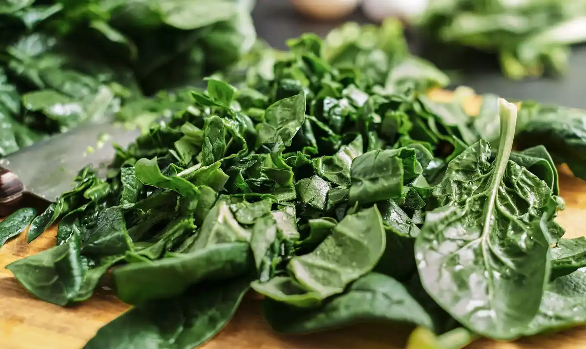 fresh Dutch spinach field early spring