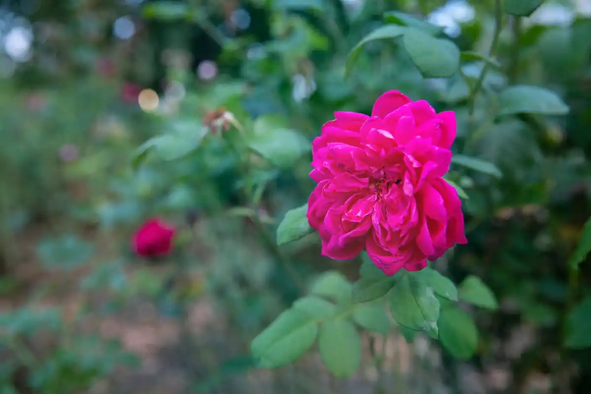 combination raspberry bush and rose bush in Dutch garden