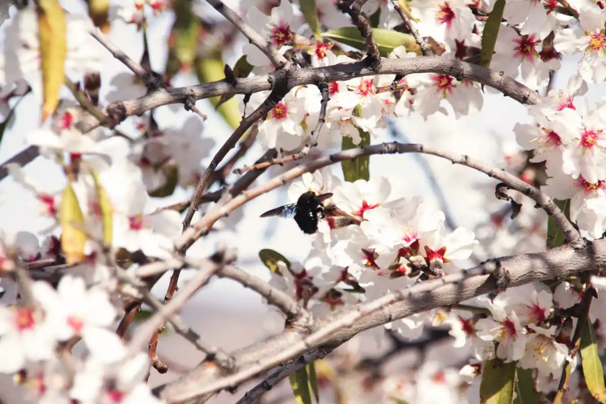 bee pollinating raspberry flower with rose bush background