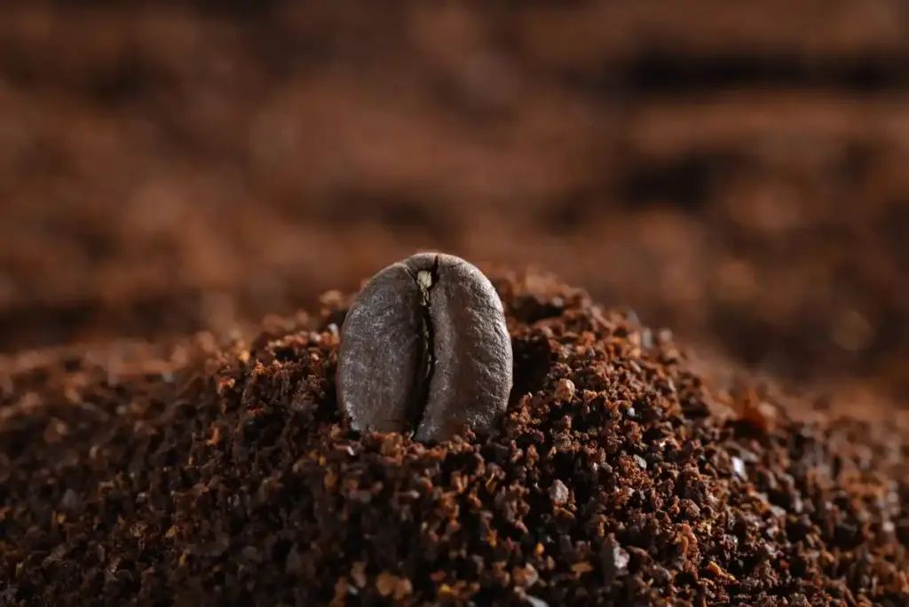 coffee grounds gardening close up urban