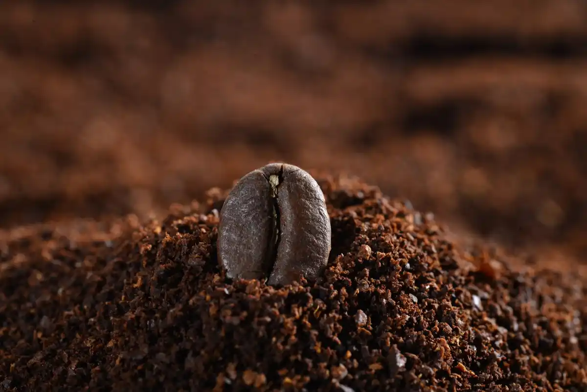 coffee grounds gardening close up urban