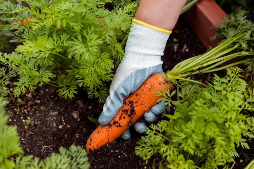 feng shui vegetable garden carrots Netherlands