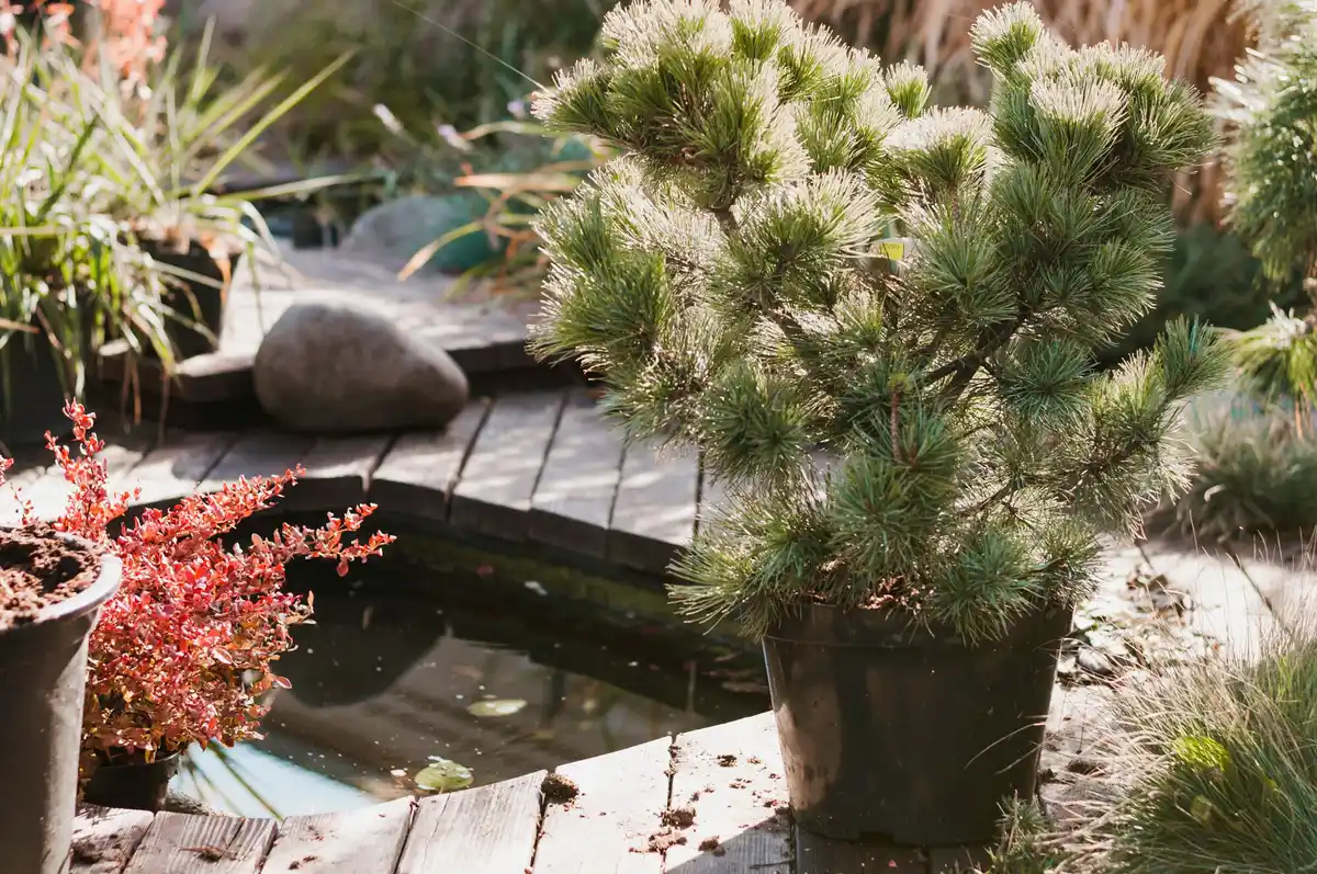 invasive garden plants netherlands